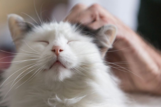 Pourquoi mon chat ronronne-t-il constamment ?