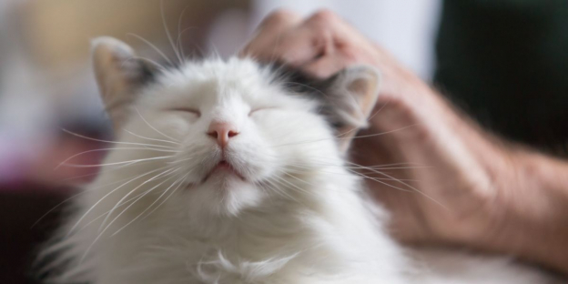 Image showcasing Salivation excessive chez le chat : causes, symptômes et traitement ...