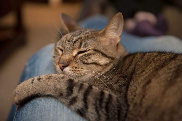 Un chat qui dort paisiblement sur les genoux d’un humain.