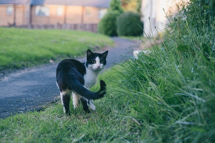 chat marchant dans l'herbe verte