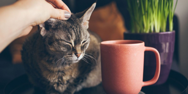 150 noms de chats inspirés du café et du thé avec leur signification