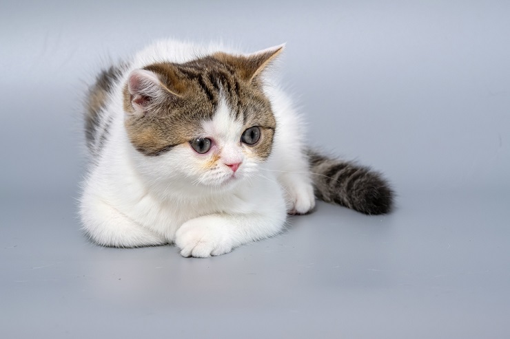 Chatte italienne femelle dans une image compressée, offrant un aperçu du charme félin italien.