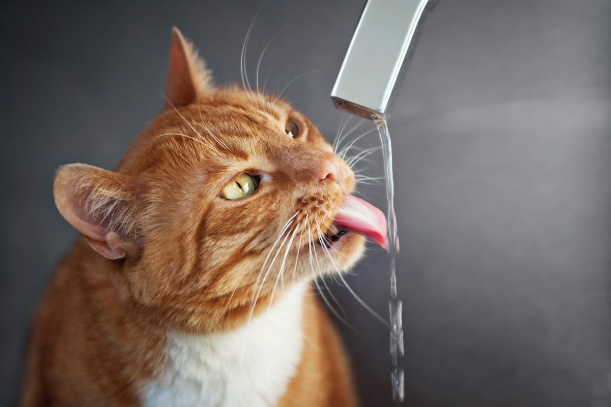 Chat captivé par l'eau courante d'un robinet, mettant en valeur sa fascination pour le liquide qui coule et son interaction ludique avec l'environnement.