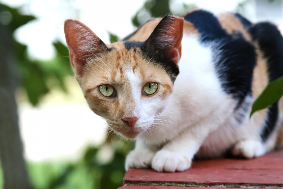 Une image d’un chat sauvage, soulignant la nature sauvage et indépendante de ces créatures félines.