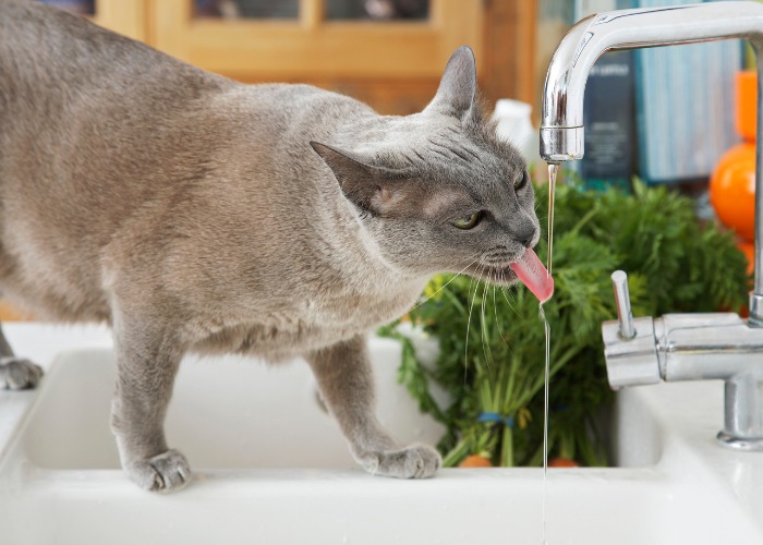 Chat gris profitant d'une boisson rafraîchissante au robinet, démontrant sa préférence unique pour l'eau courante et pour rester hydraté.