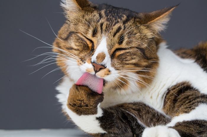 Le toilettage du chat lui-même met en valeur la routine méticuleuse de soins personnels des félins.