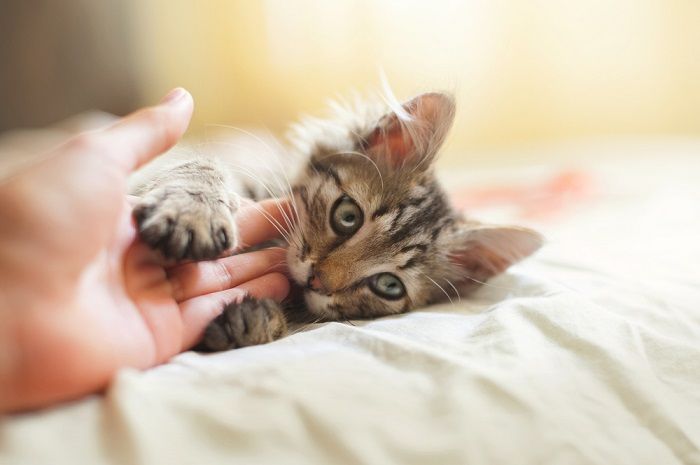 Chaton qui mord de manière ludique.