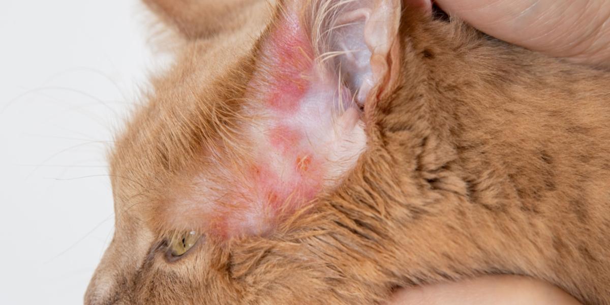 Éruptions cutanées chez un chat, illustrant la présence d'irritations cutanées et l'importance de traiter les problèmes dermatologiques félins.