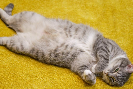 Pourquoi les chats montrent-ils leur ventre ?