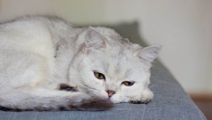 Le chat dort en position recroquevillée