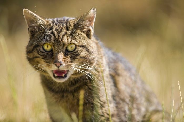 faits sur les chats sauvages