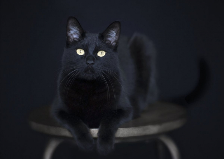 Comprendre la signification spirituelle des chats noirs