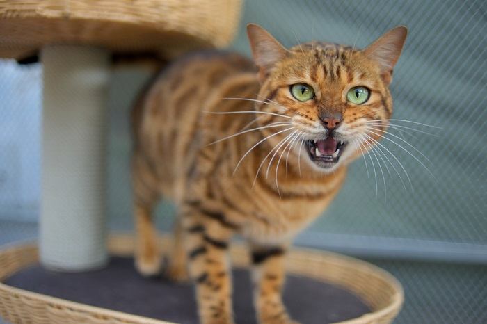 Un chat solitaire capturé au milieu d'un hurlement plaintif, projetant sa voix avec intensité, véhiculant peut-être des sentiments de solitude, de curiosité ou un désir de connexion.