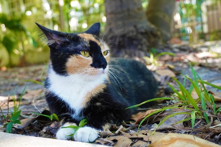 Un chat alerte et prudent, aux yeux écarquillés et au pelage hérissé, montrant des signes de peur et d'incertitude.