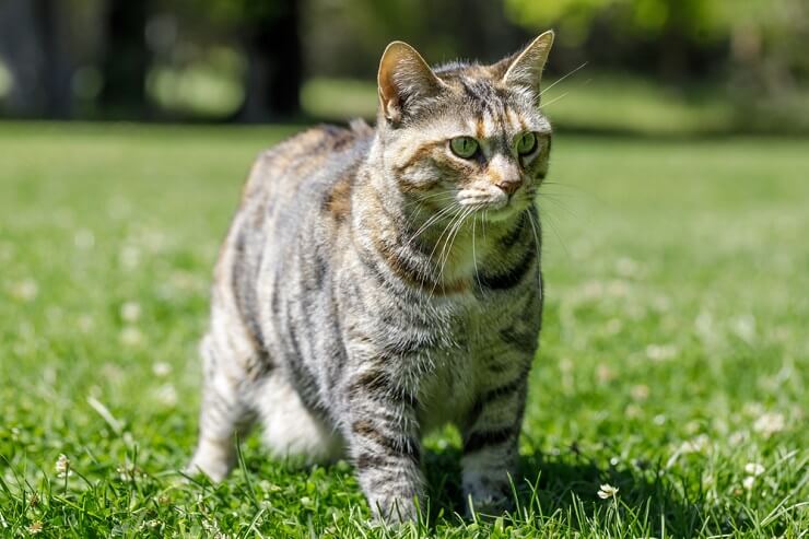 Charmant chat Américain dégageant un sentiment de confort domestique et de compagnie.