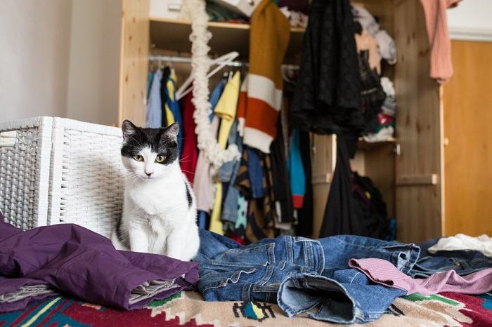 Un chat qui cherche à attirer l'attention en renversant des objets, soulignant ainsi le désir d'interaction et d'engagement du félin.