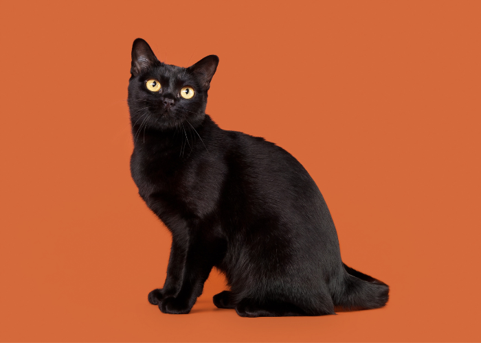 Image d'un chat Bombay, connu pour son pelage noir élégant et ses yeux dorés saisissants, dans une pose alerte et captivante.