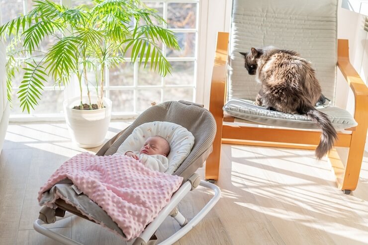 Une scène réconfortante d'un chat blotti avec un bébé, partageant un moment de tendresse.