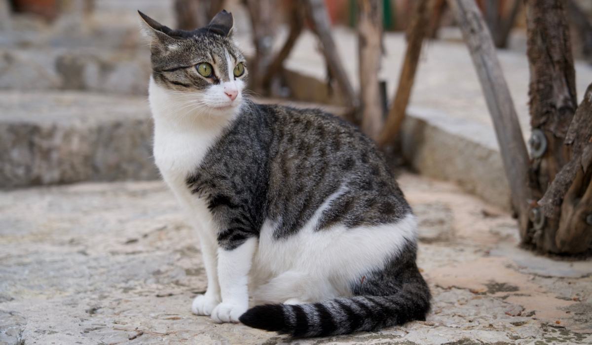 Chat avec les oreilles tournées vers l'arrière, affichant une vigilance ou une curiosité accrue à l'égard de son environnement.