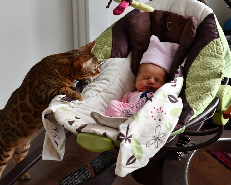 Une image réconfortante d'un chat interagissant curieusement avec un nouveau bébé, reflétant l'introduction d'un nouveau membre de la famille et la nature curieuse et douce du chat.