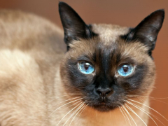 long living cat breeds