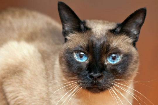 10 races de chats qui vivent le plus longtemps