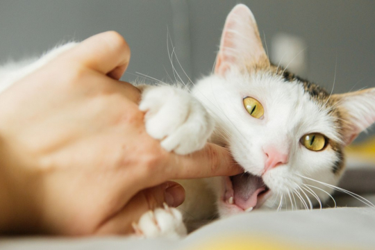 Les chats mordent par amour : 5 raisons pour lesquelles ils le font et comment y répondre.
