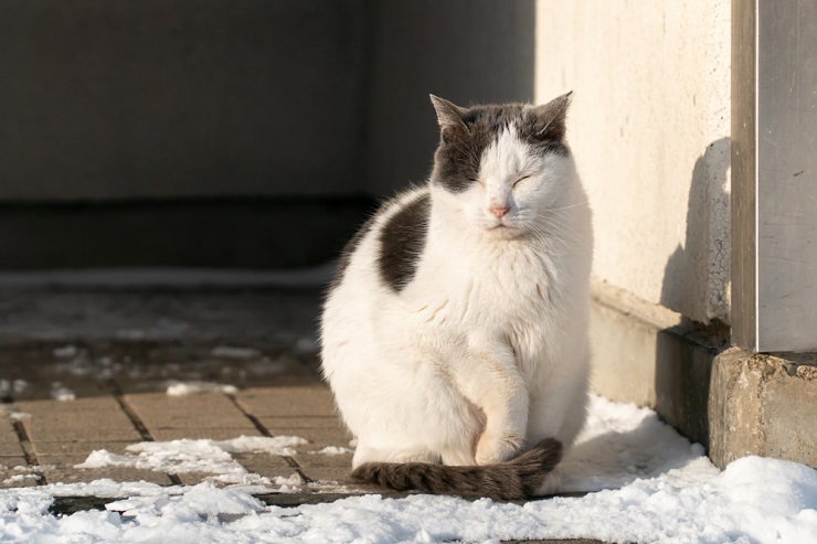 Image captivante d'un chat en plein miaulement, capturant un moment de vocalisation et d'expression.