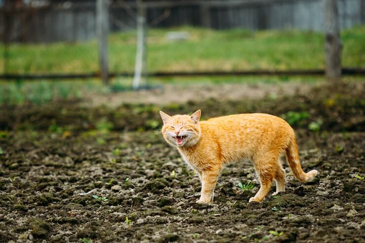 Le chat miaule de manière enjouée la nuit, exprimant son désir de jeu et d'interaction engageants.