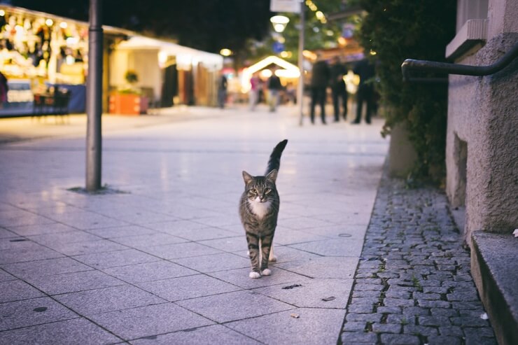 Image en gros plan d'un chat.