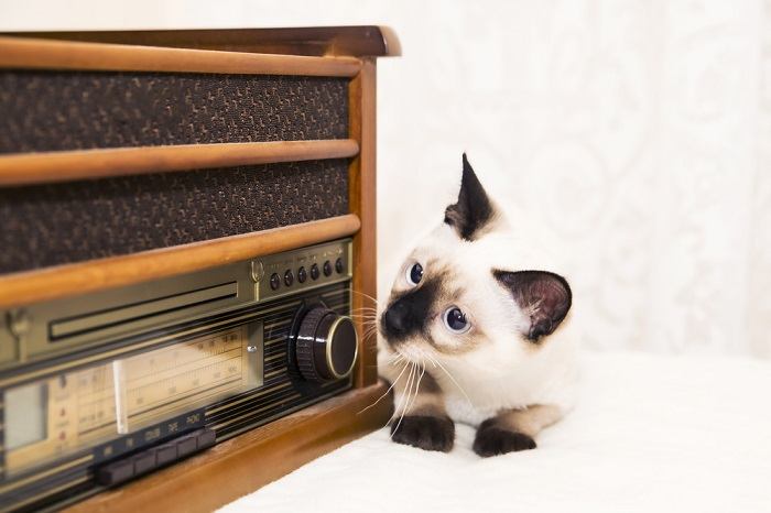 musique pour chats