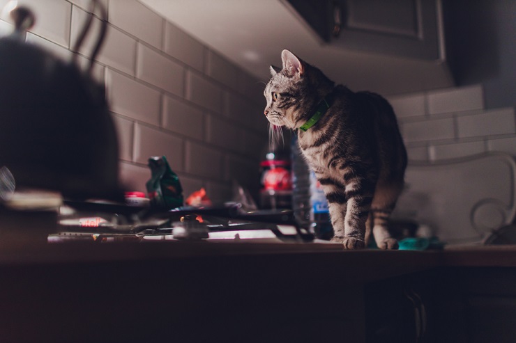 chat dans la cuisine