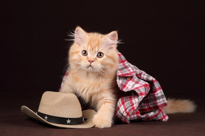 Mignon petit chaton roux, rayonnant de chaleur et d'adorabilité