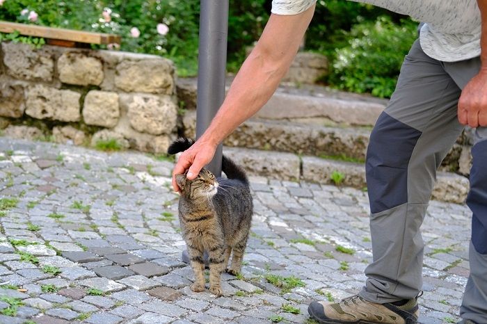 Les chats sentent-ils quand les gens sont tristes ? Un chat qui observe les émotions d'une personne.