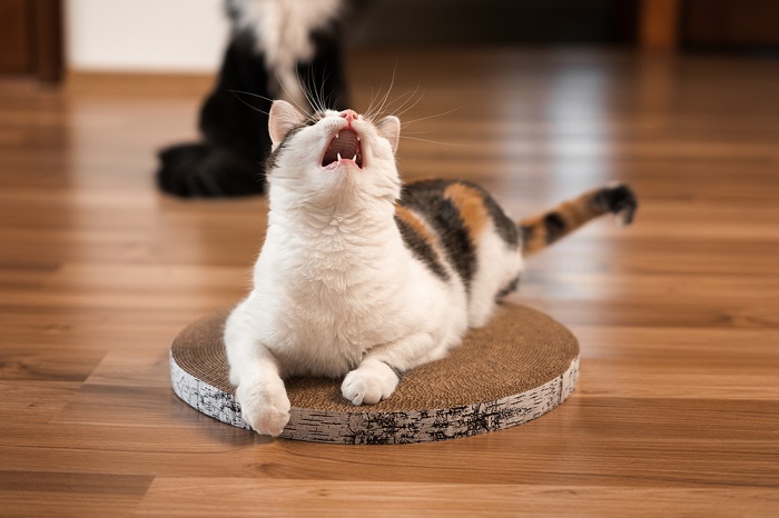 les chats ressemblent à ça