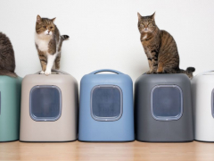 Number of litter boxes per cat