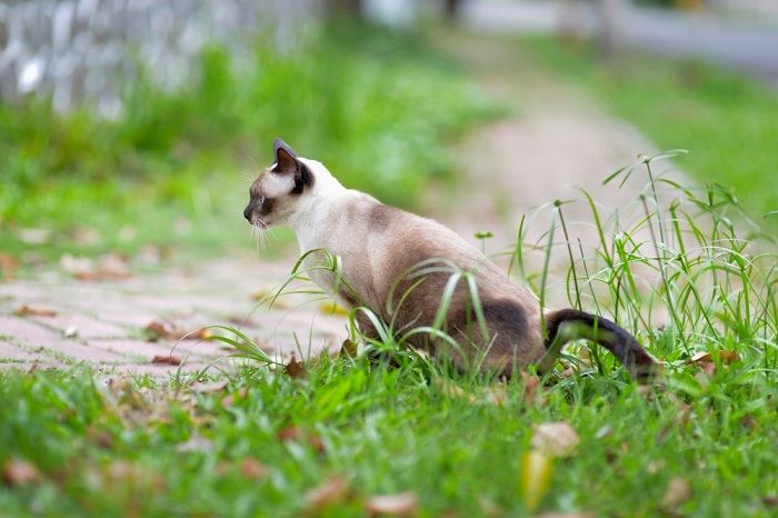 L'image met en évidence une solution visant à dissuader les chats de déféquer dans le jardin, soulignant l'effort pour maintenir un espace extérieur propre et bien rangé.