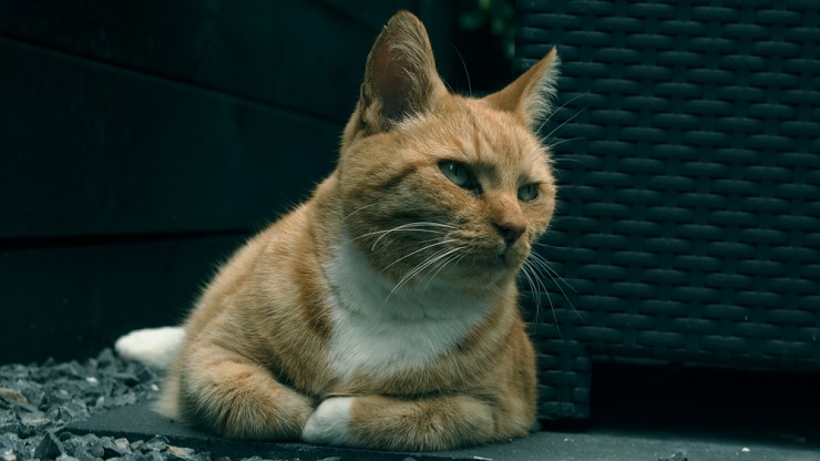 Image représentant un chat dans une pose contemplative, soulignant le sujet de la maladie rénale chez les félins et l'importance de la sensibilisation et des soins.