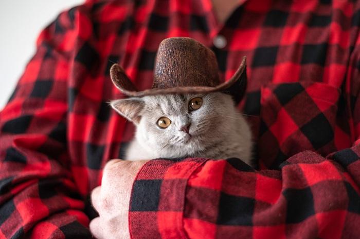 Adorable chaton portant un chapeau de cowboy, évoquant une scène ludique et charmante.