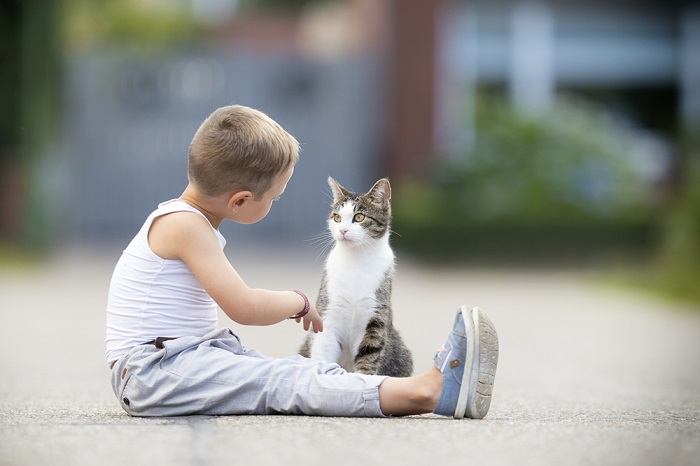 les chats ressemblent à ça