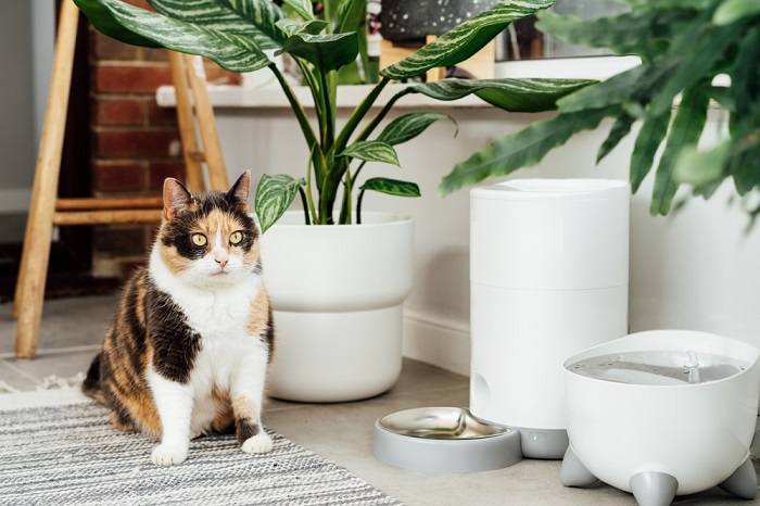 L'image montre une mangeoire pour chat conçue pour s'ouvrir grâce à la puce électronique d'un chat, offrant un accès contrôlé à la nourriture et empêchant les autres animaux de compagnie d'y accéder.