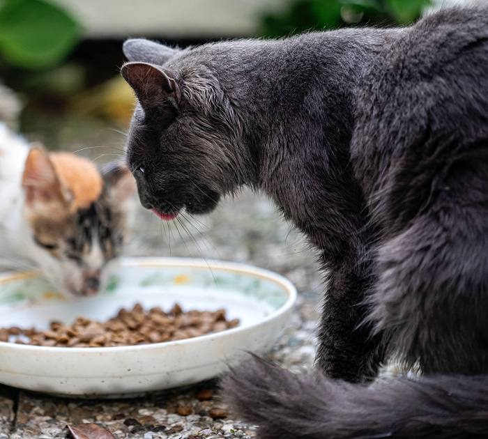 Concours alimentaire multi-chats.