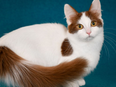 A delightful image of a munchkin cat, characterized by its short legs and small stature, embodying a charming and distinctive appearance that sets it apart from other feline breeds.