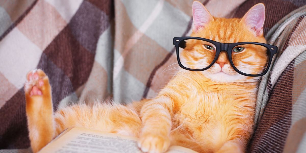 Chat portant des lunettes de lecture, plongé dans un livre, symbolisant une scène fantaisiste et intellectuelle.