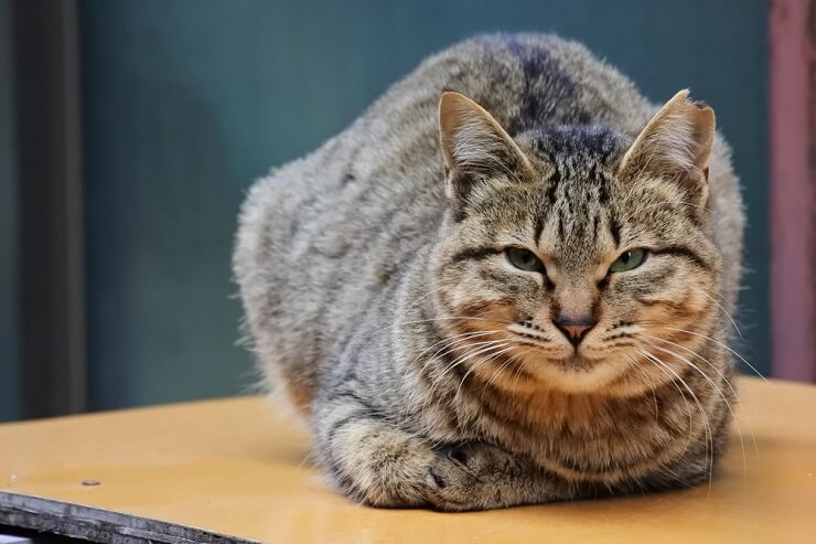 Un chat aux oreilles neutres et à l'expression posée, ni particulièrement alerte ni détendu, gardant un air d'attention tranquille.