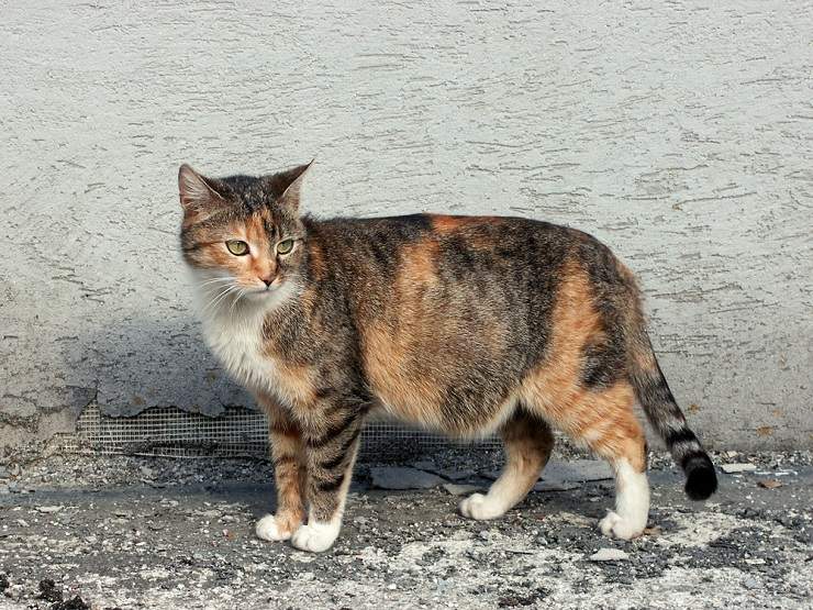 Une chatte enceinte, présentant les signes de grossesse féline.