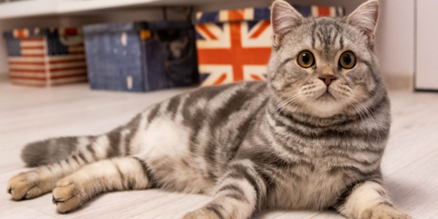 145 meilleurs noms de chats britanniques : nos meilleurs choix pour votre chat avec leur signification