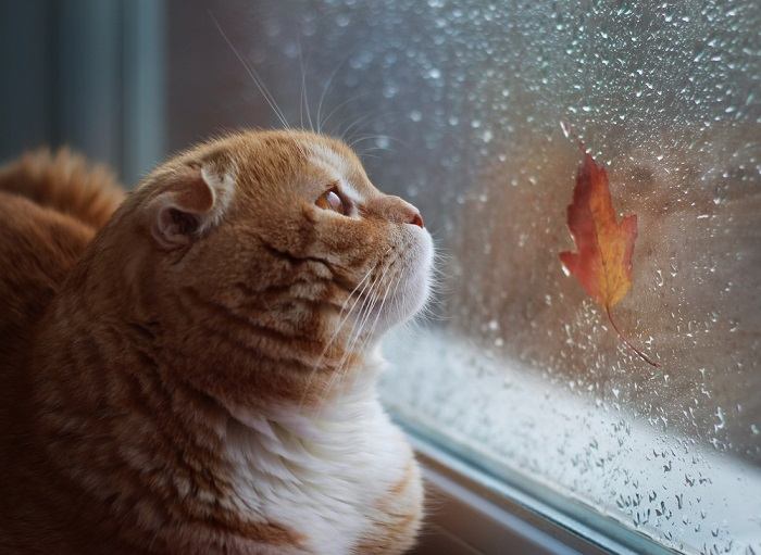 Une scène sereine mettant en scène un chat confortablement niché au milieu de la nature, les oreilles dressées pour capter les sons apaisants de l'environnement.