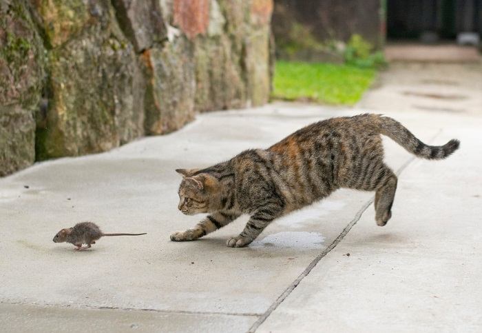 Image montrant comment les vocalisations des chats peuvent imiter des sons similaires à ceux de leur proie, soulignant ainsi leur instinct de chasse et leurs méthodes de communication.