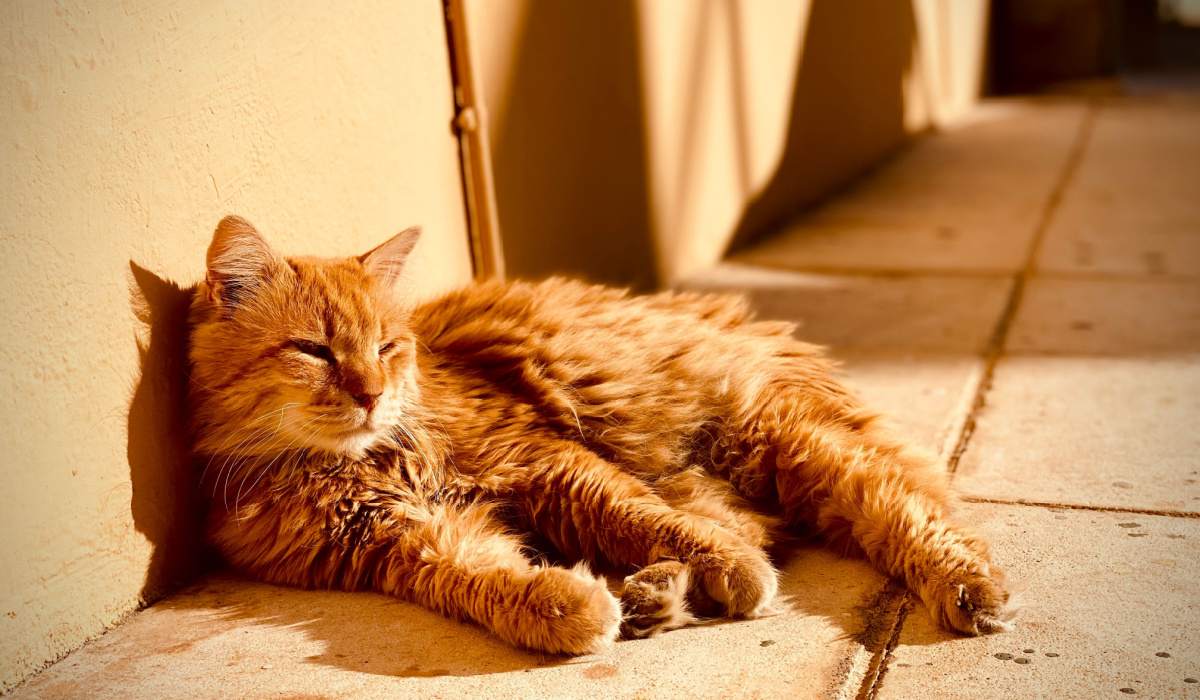 Chat se prélassant au soleil, confortablement étendu et profitant d'un bain de soleil.